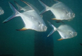   Circling Palometa...they say they are attracted bubbles but was breathhold diving. Grahams Harbor San Salvador island. Palometathey Palometa breath-hold breath hold diving island  